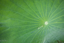 A drop of water on a Lotus plant near the Caspian