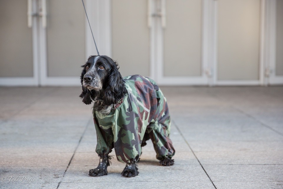 Moscow Dog in Camouflage