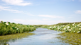 The tributaries of the Volga are dotted by Lotus plants