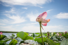 A Lotus flower in bloom on the Volga tributaries