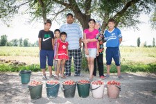 Kyrgyz family selling strawberries from their field on the side of a road outside Bishkek.